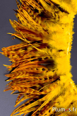 Frange coq chin roux - long. plumes 10-15 cm - jaune